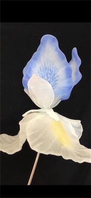 Iris-Blue.jpeg