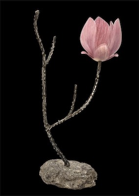 Saucer_Magnolia.JPG